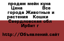 продам мейн куна › Цена ­ 15 000 - Все города Животные и растения » Кошки   . Свердловская обл.,Ирбит г.